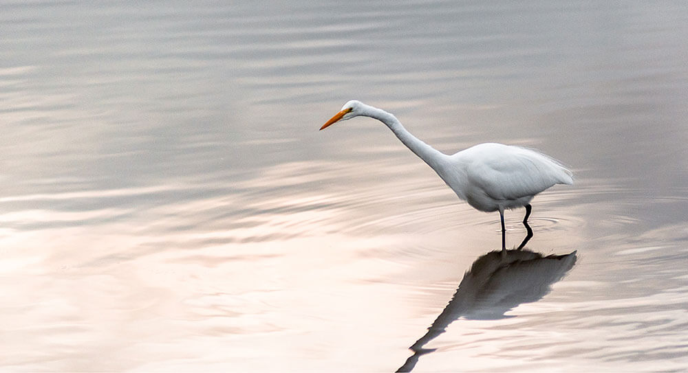 Snowy Egret in San Franciso Bay