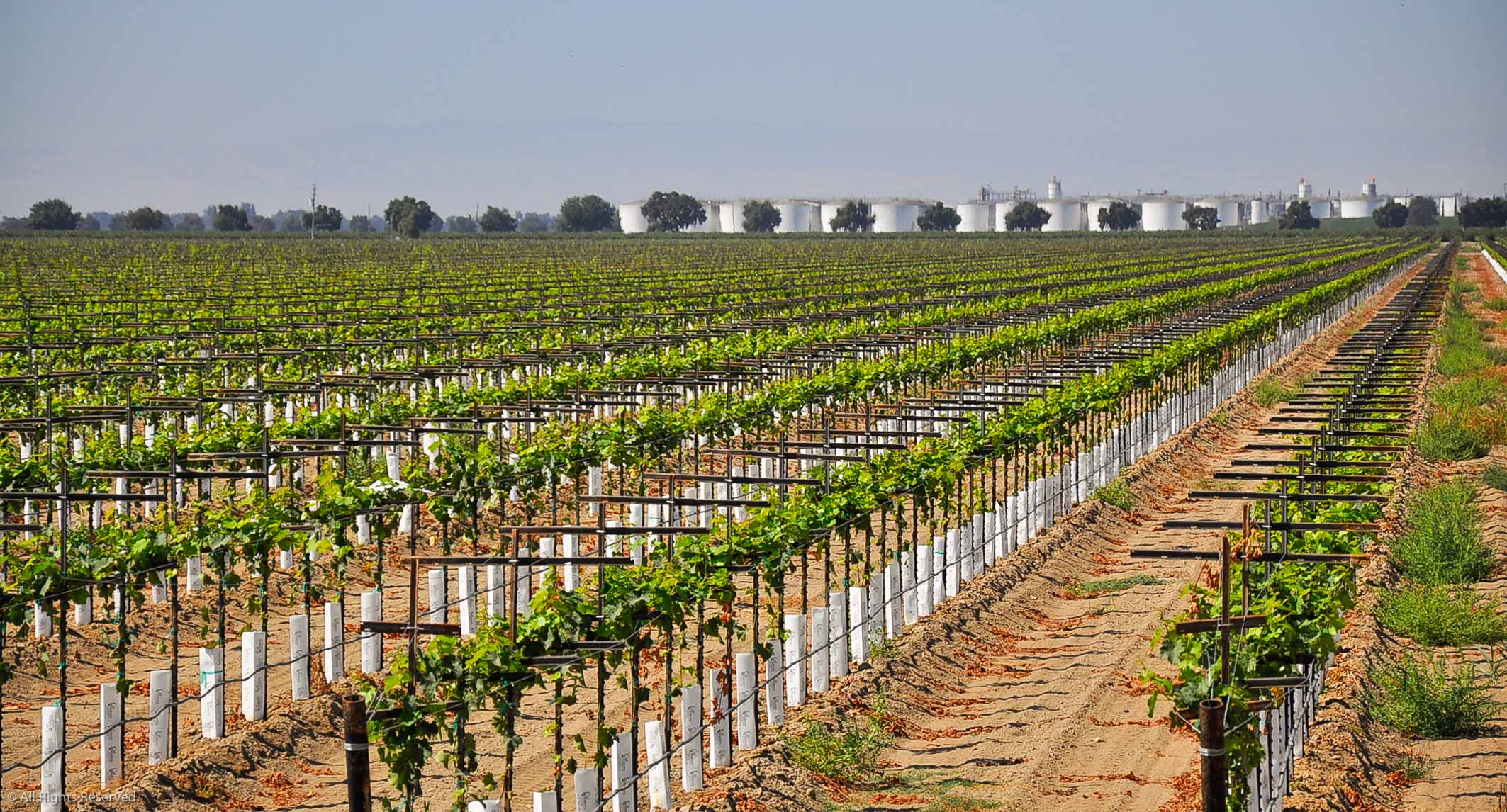 Vineyard at Gallo Manufacturing Plant in Livingston California